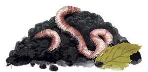 Maapera_lierot_pieni2