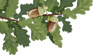 Metsatammi