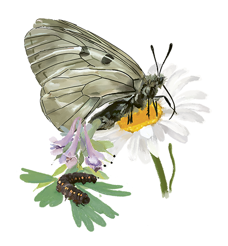 Pikkuapollo_perhonen_toukka_pieni