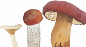 keltavahakas_lehtopunikkitatti_kultarousku-300x164